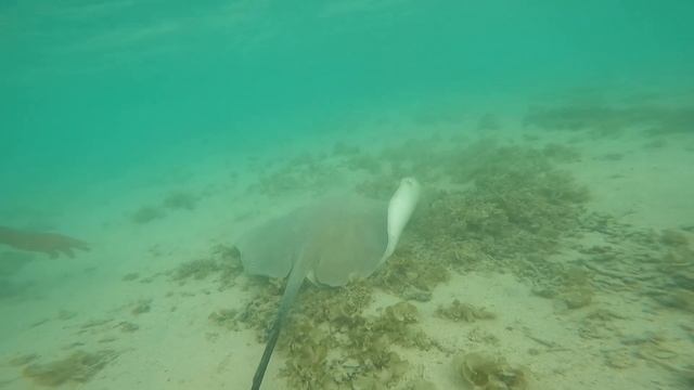 Sting Rays Aixian 3 смотреть онлайн