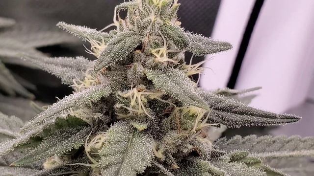 2x2 Grow Tent 10oz Challenge with the Mars Hydro TSW2000 Day 63/Day 28Flower. BIG BUDS смотреть онлайн