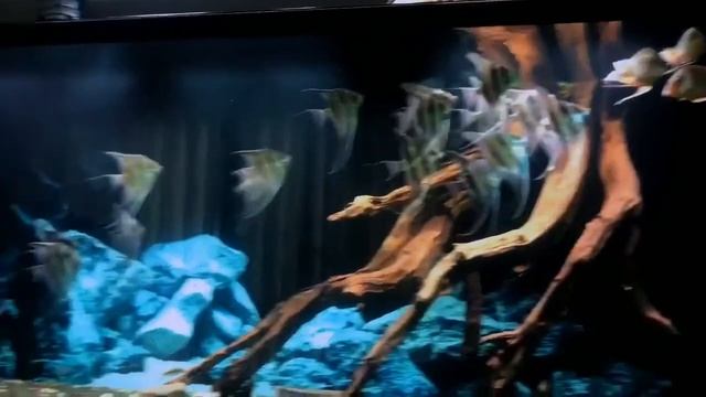 Аквариум с Альтумами от Tín Altum смотреть онлайн
