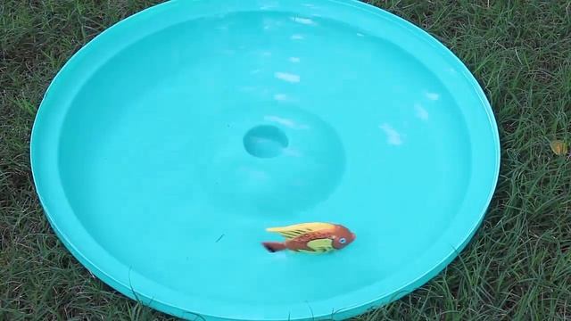 Swimming Fish | Bengali смотреть онлайн