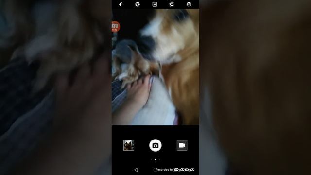 Мои собаки играют смотреть онлайн