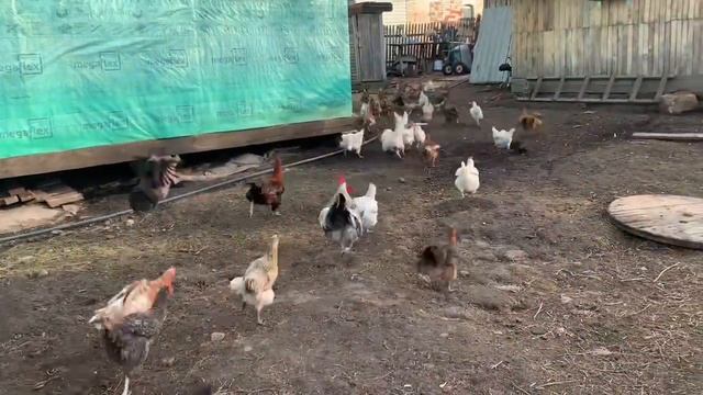 Как дела у курочек🐓цыплятам 14 день🐣мешанка для кур_ наклёв у пушистика начался_ 11 апреля 2025 го смотреть онлайн