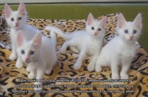 Как назвать белого кота - обзор