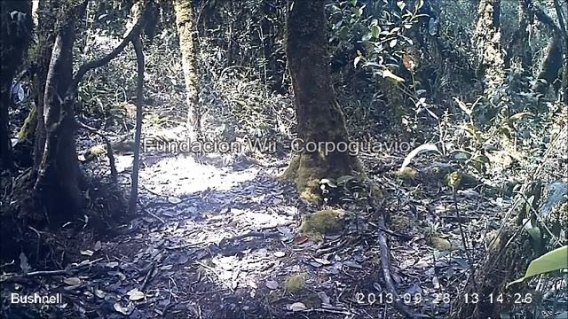 BSG_129v Andean bear T ornatus Colombia video female followed by male Fundación Wii смотреть онлайн