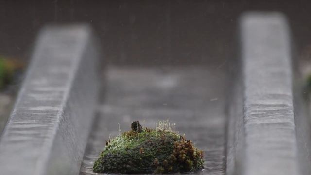 more ASMR rain relax chillax 400mm canon ef смотреть онлайн