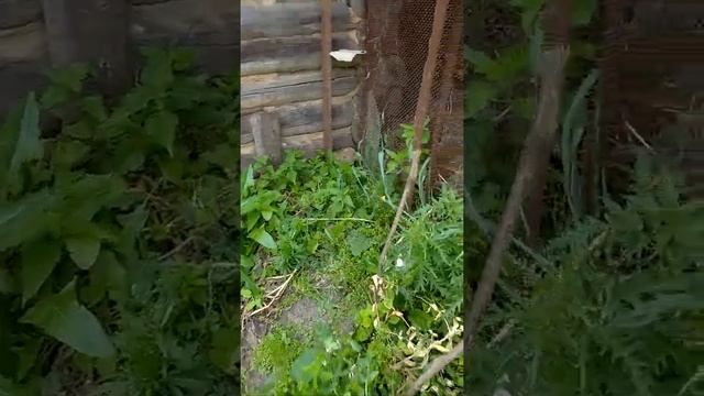 Качаем мёд. Пчёлы кусают смотреть онлайн