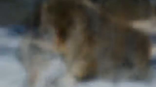 Я волк смотреть онлайн