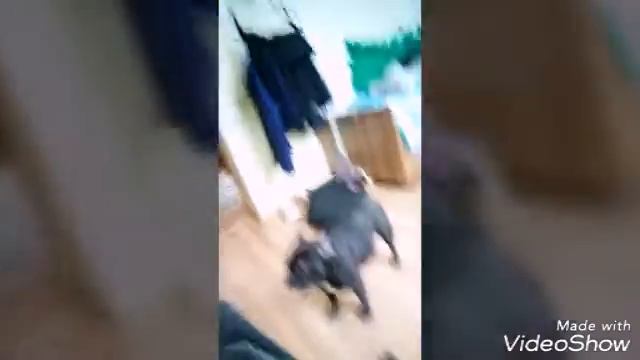 Короче говоря Собака и правительство.... смотреть онлайн