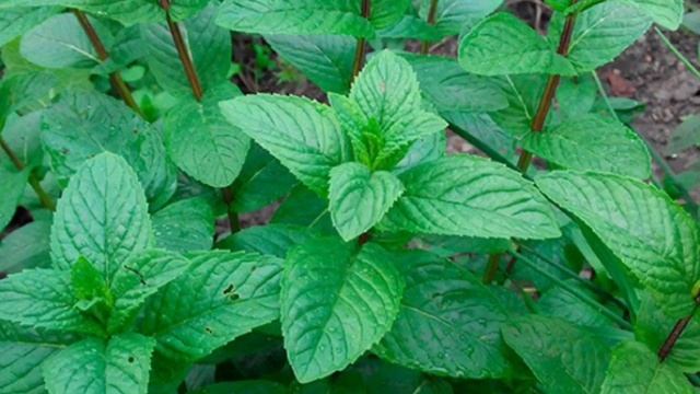 Yalpiz (Мята)-haqida... Bel Og’rig’ida Va Boshqa Kasalliklarda Davosi Haqida Batafsil Bilib Oling!!