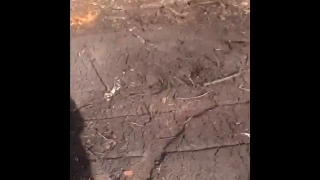 150Га с заглублением на 25 см подвластно только серьезной технике! Ротоваторный комплекс смотреть онлайн