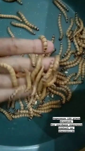 superworm 150 piece dispatch... for purchasing superworm contact 03410201130.. whtsapp #superworm смотреть онлайн