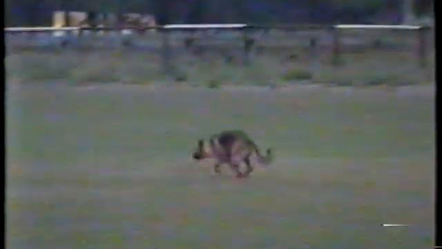 Соревнования в Кировограде по дрессировке