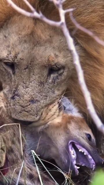 deadly jaws....of lion Namibia|lion King kill the Hyena #hyena #lionking смотреть онлайн