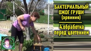 Бактериальный ожог груши или ЭРВИНИЯ - ЧАСТЬ 4 . Обработка груши перед цветением