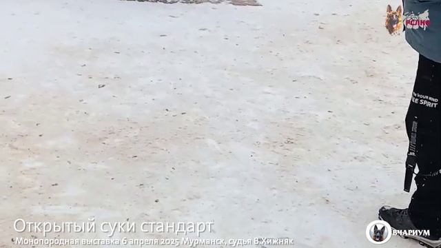 ОТКРЫТЫЙ СУКИ / КЧК МУРМАНСК 6 апреля`25 В.Хижняк Моно немецких овчарок
