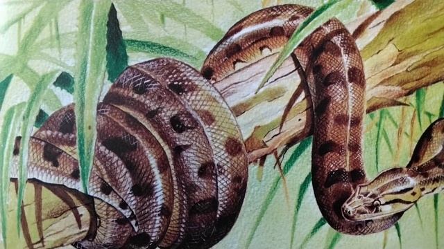 Анаконда. 🐍 Из 📖 Н. Сладкова " Кто живёт в Южной Америке?" ( звук ставить выше). смотреть онлайн