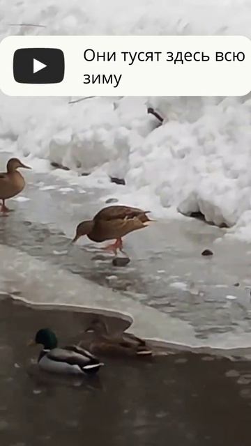 утки зимой #рыбалка #ловлясалександром #fishing смотреть онлайн