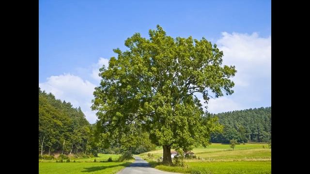 Поёт Дмитрий Богомолов - Тополя. смотреть онлайн