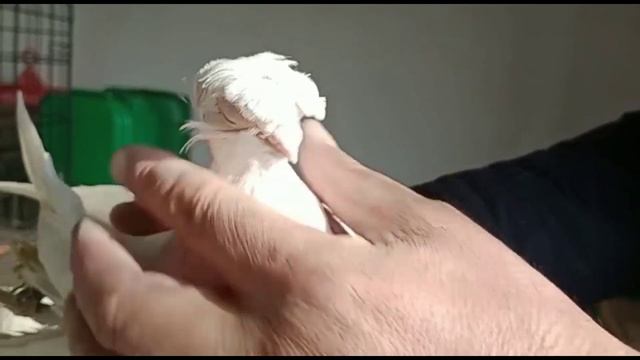 Голубеводство как бизнес! Двухчубые голуби. Tauben. Pigeons. Palomas. Pombos. 비둘기.