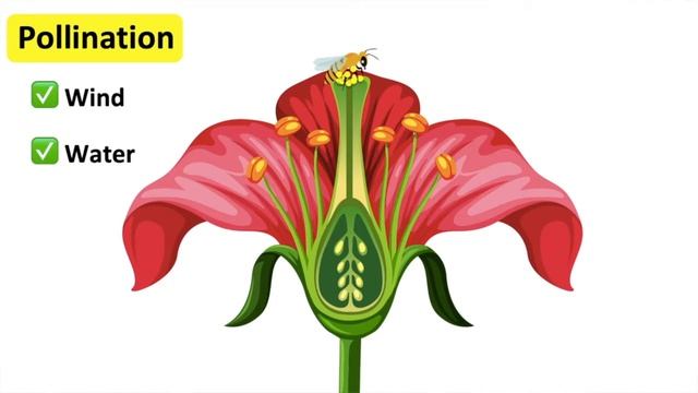 The process of pollination & fertilisation 🌷| Step-by-step process смотреть онлайн