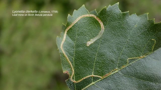 An easy leaf mine смотреть онлайн