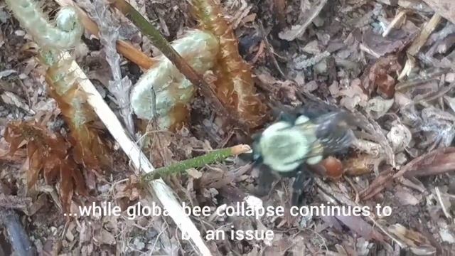 Brown-belted bumblebee queen смотреть онлайн