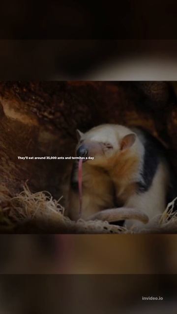 Interesting Fact About Giant Anteaters That You Didn’t Know