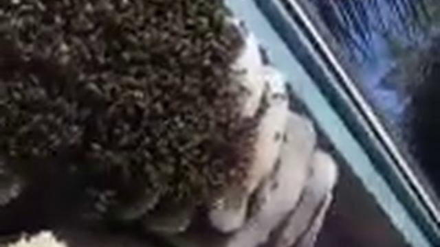 Live Bee Rescue 1 of 4 смотреть онлайн