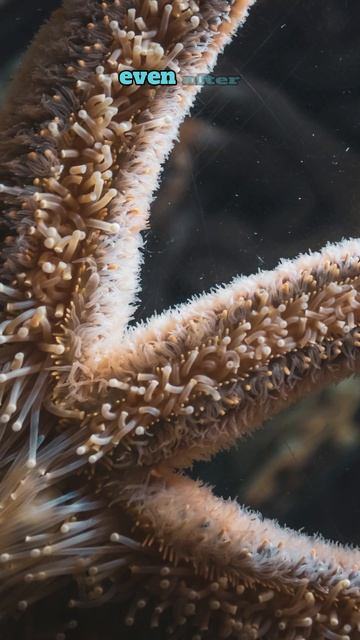 Surprising Starfish Facts! смотреть онлайн