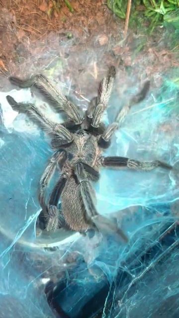 Circles Of Web - Male Vietnam Blue Tarantula (Wolf) #shorts смотреть онлайн