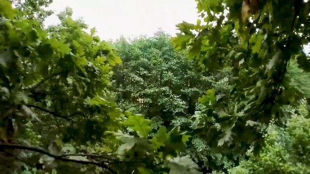 Forest flight смотреть онлайн