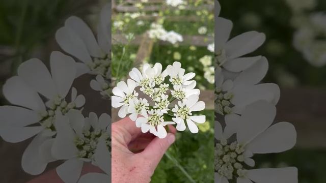 Harvesting Orlaya Grandiflora