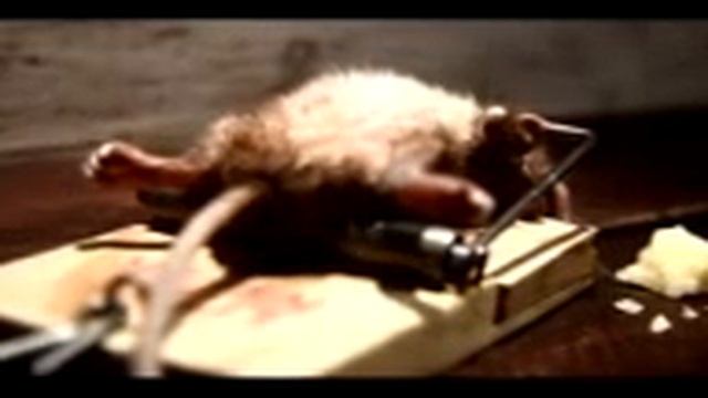 mouse trap workout..3gp смотреть онлайн