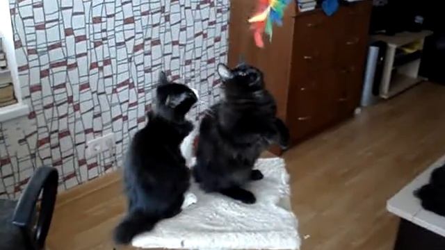 MOV05005.MPG смотреть онлайн