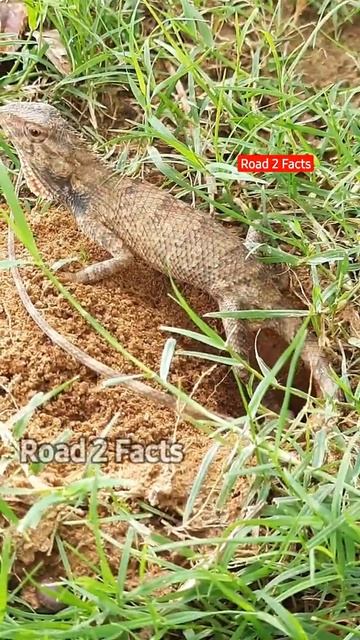 देखिए गिरगिट अंडे कैसे देता है | chameleon egg laying смотреть онлайн
