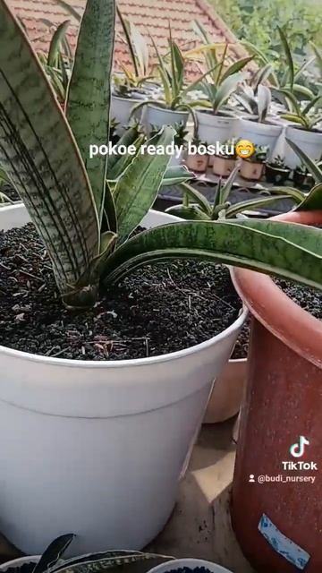 sansevieria pokoe ready bosku#sansevieria #tanamanhias #sansivera #varigata #cmjadenium смотреть онлайн