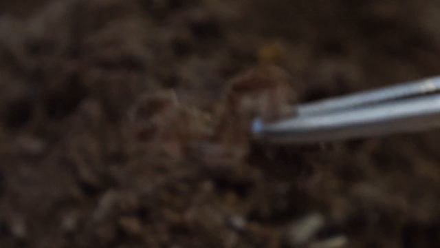 Baboon spider eaten by mealworm смотреть онлайн