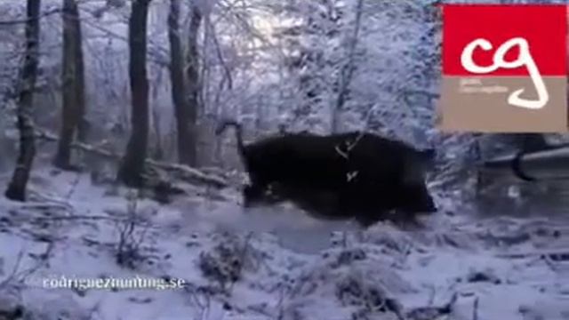 Охота кабан смотреть онлайн