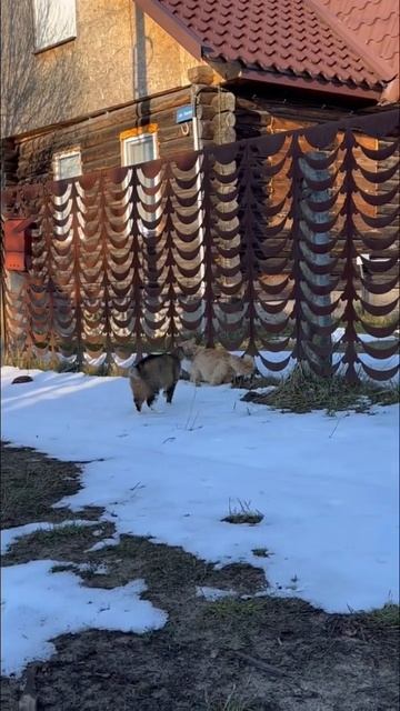 Cat самый опасный на районе! 🐈 #cat смотреть онлайн