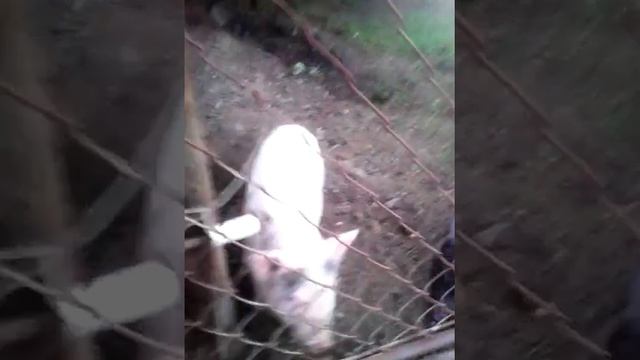 Учёные свиньи часть 2 смотреть онлайн
