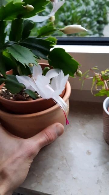 Schlumbergera truncata flanze Kakteen blume #shorts short Blüte Zimmer cactaceae #short #shortsvide смотреть онлайн