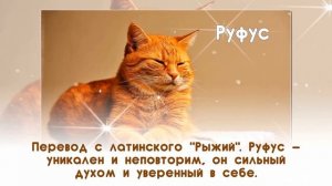 Как назвать рыжего кота