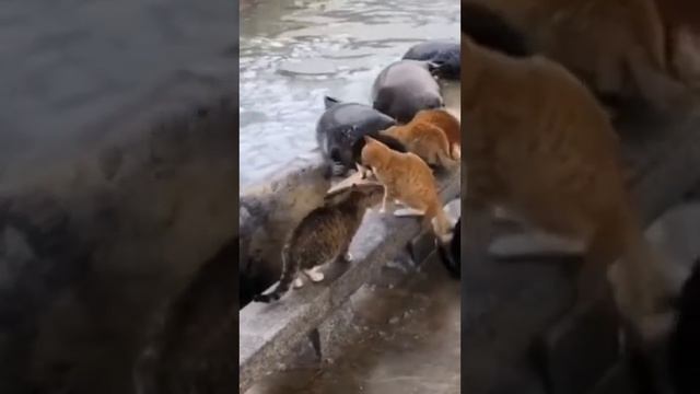 Коты атакуют Смешная подборка смотреть онлайн