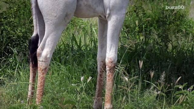 Rare white giraffe spotted in Tanzania смотреть онлайн
