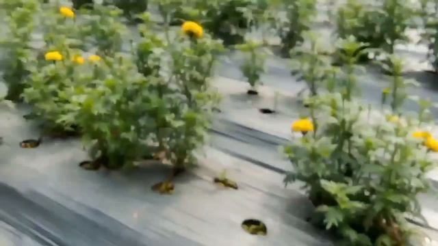 Quality Of Marigold (Namdhari f1 ns, Sakata 900, Max Yellow, Ashoka Yellow, Kolkata Seeds). смотреть онлайн