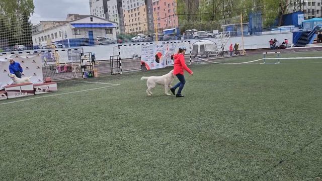 питомник Бишенели средне азиатской овчарки алабай и папийон смотреть онлайн
