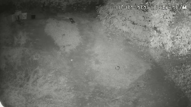 7-1-2020 Barn Owl, Coyote and Raccoon смотреть онлайн