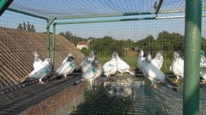 БУДАПЕШТСКИЕ ГОЛУБИ / Первые тренировки второго выводка