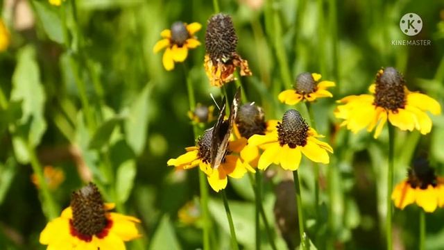 Butterfly 🦋 смотреть онлайн