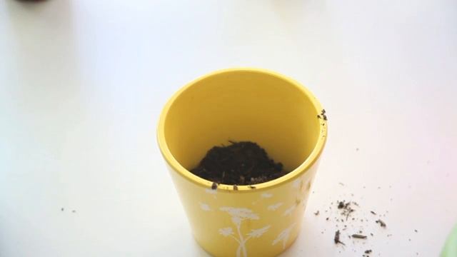 5 Tips - How To Plant Herbs Indoors [DIY, Mintedplum] смотреть онлайн